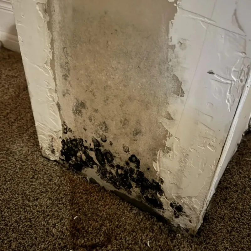 Professional Mold Removal in Deville, LA